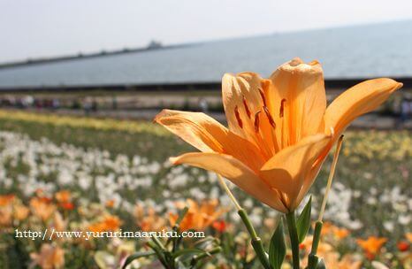 フォトブログ 250万輪のゆり 大阪舞洲ゆり園が見頃 あじさい展 閉園 ゆるりまあるく